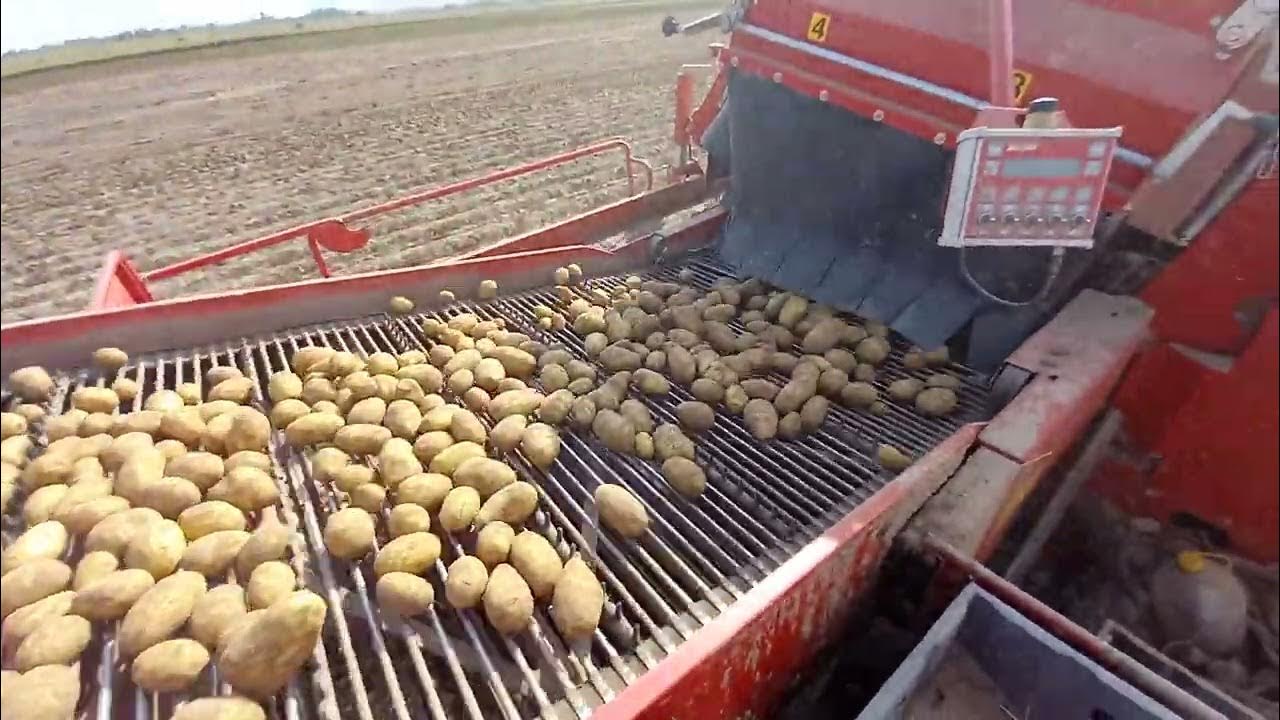 уборка картофеля - YouTube