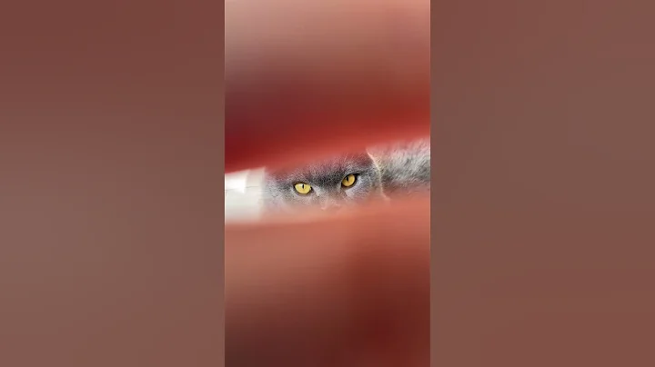 Video 11586141: cat kitten scottish, cute kitten scottish, pets scottish, funny cat scottish, home pets cat kittens, animal cat pet kitten