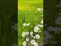 봄 야생화 | Spring Wildflowers Blooming at Songhyeon Green Plaza