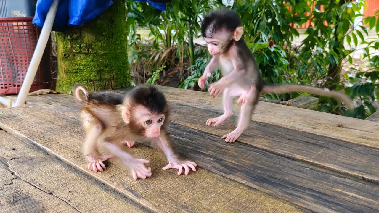 OMG, heartwarming🥺😭Picko always stops Molly when walking,it turns out Picko keeps Molly from falling