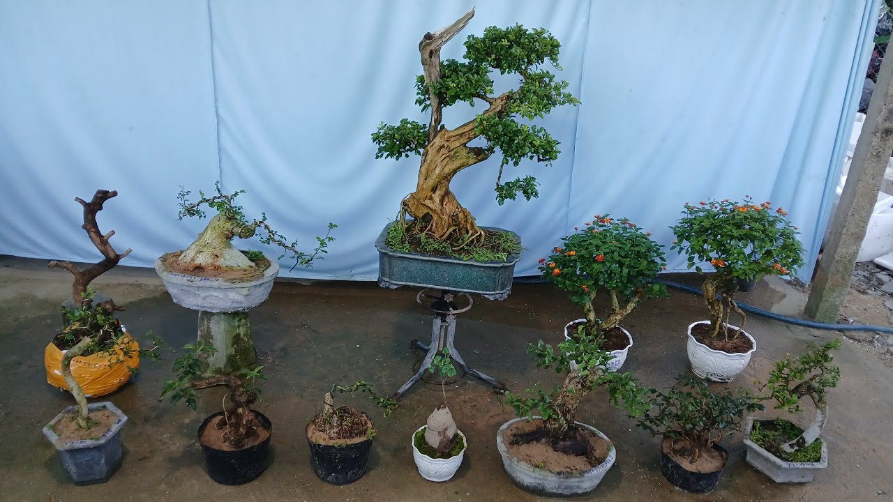 Chiều 28/2 #0346714857 gl sam ngọc. Duối. Ngủ sắt. Trắc dây. Hồng quân...bao ship toàn quốc ❤️❤️❤️