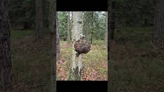 Błyskoporek Podkorowy