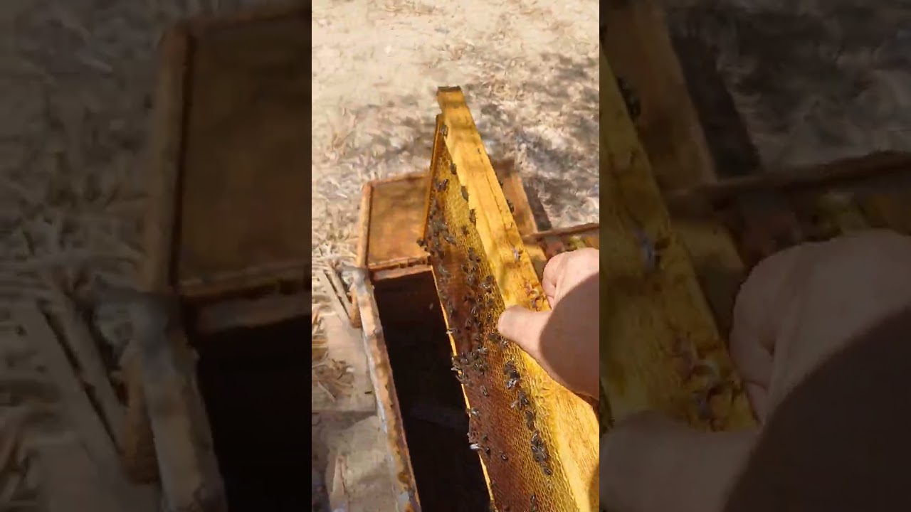 الدرس 23: مكمل لي الدرس 22 بعد جني العسل 2024 08 09