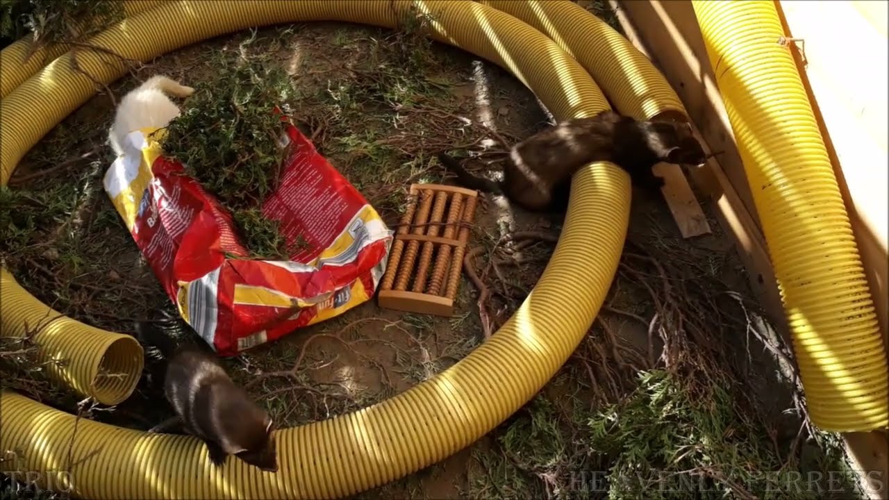 Ferret Trio on monday afternoon