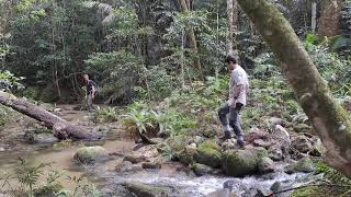 Mount Lewis National Park Queensland, Australia