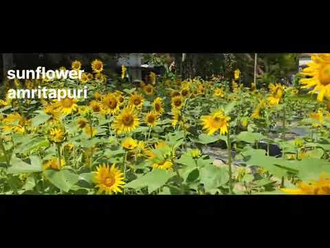 Sunflower Garden at Amritapuri Ashram