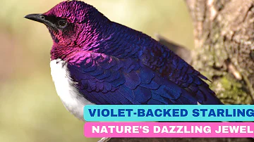 Violet-Backed Starling: Nature's Dazzling Jewel