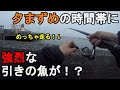 【神奈川県横浜市】夕まずめに強烈な引きの魚が！？春雨が降る4月下旬、神奈川県の東京湾側に面している直近で回遊魚の釣果実績があった釣り場で釣りしてみたら…！【2022.04.21】