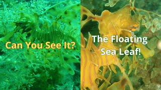 This Dragon Can Vanish Before Your Eyes