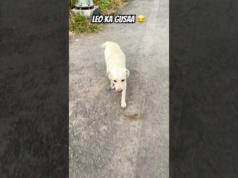 Leo Ka Gusaa 😂😂 #vishubirhade #ytshorts #funny #comedyshorts #labrador #comedy