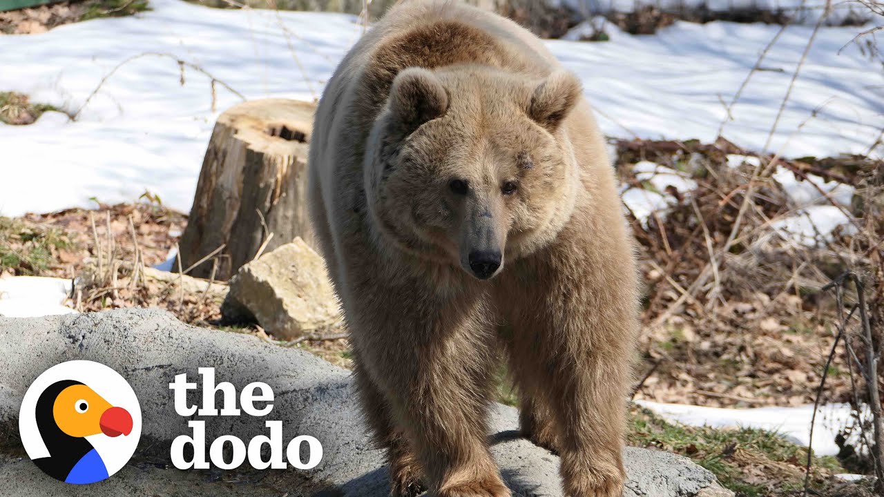 Man Travels 280 Miles Through Ukraine To Rescue A Bear | The Dodo Heroes