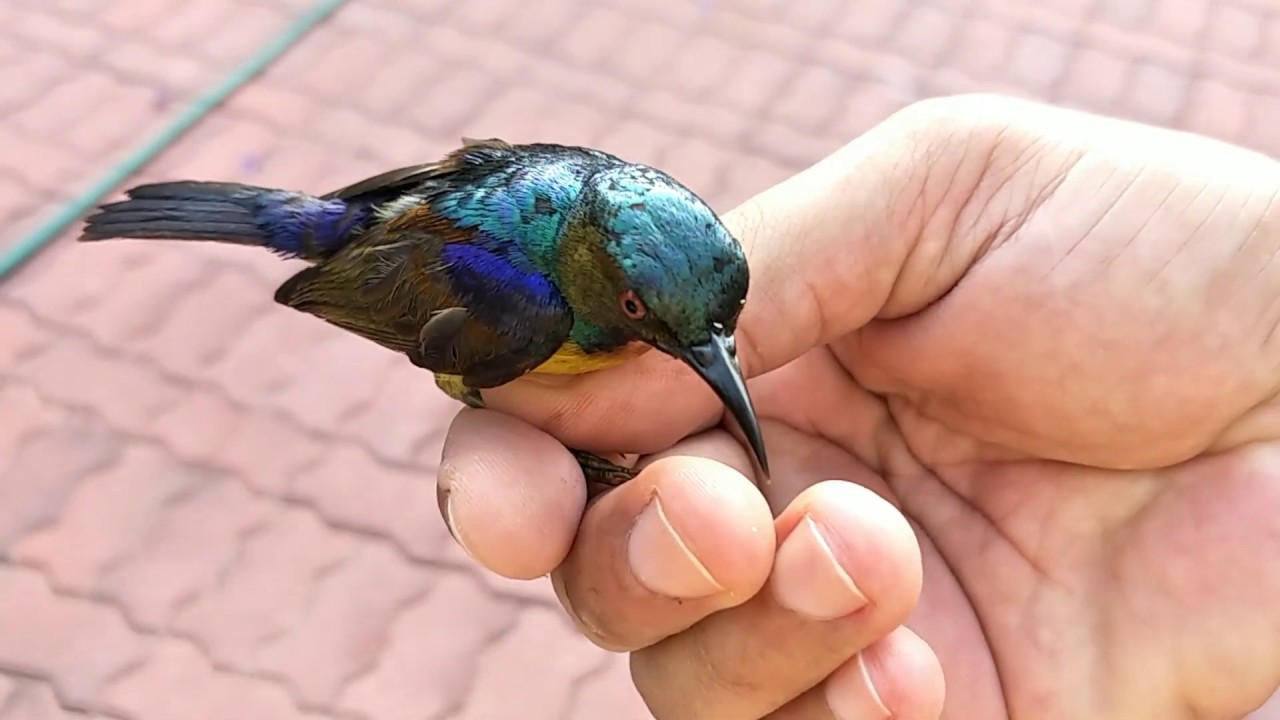 Burung Kolibri Kelapa Jantan Youtube
