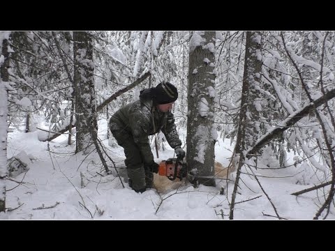 Валка леса в лесосеке, от первого лица. Новый заезд.