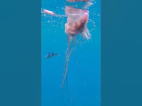 Фізалія (Португальський кораблик) - YouTube