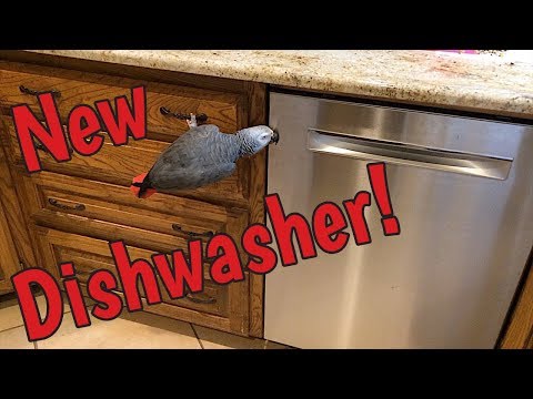 Einstein Parrot inspects the new dishwasher Einstein Parrot inspects the new dishwasher