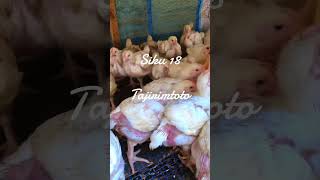 Karibu Kwa Wanaotaka Kuanza Kufuga Bloiler