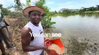 Inside Our Reservoir: Feeding Giant Catfish for 20kg+ Growth | Tikifish Farm
