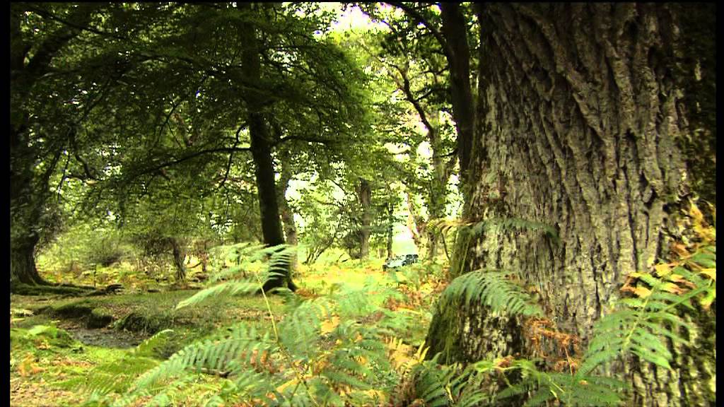 Pig Pannage in the New Forest "Common of Mast" (The One Show)