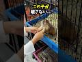 【号泣】子猫をもらうはずが…必死にアピールしてきた小さな命の正体😭