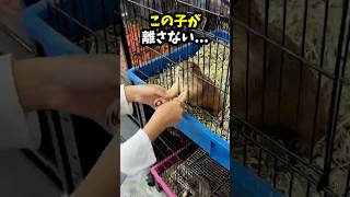 【号泣】子猫をもらうはずが…必死にアピールしてきた小さな命の正体😭