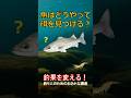 魚を寄せる餌・食わせる餌とは？