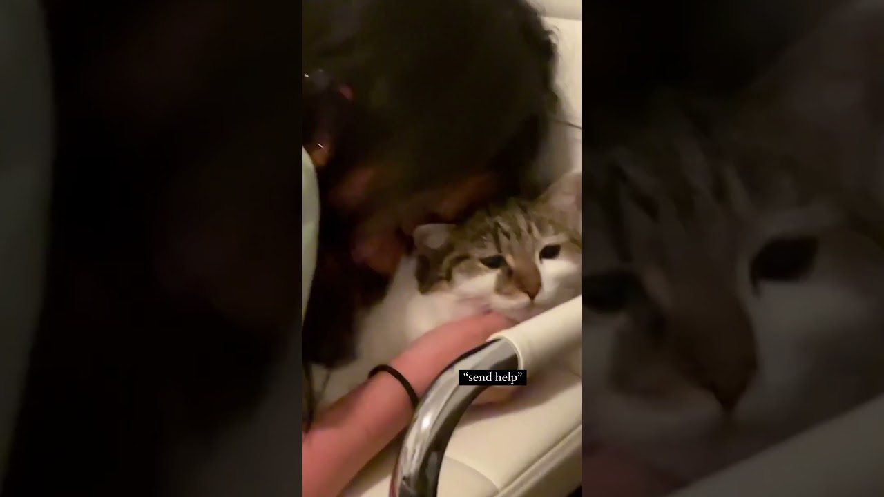 Coming home drunk to ur cat 🫶🏻✨ 