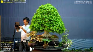 😊4월 20일(月) 225회차 Live 방송 【스마일분재경매(韓国の盆栽/Korean Bonsai)】