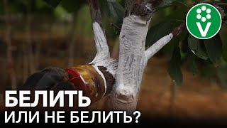 ЧТО БУДЕТ, ЕСЛИ НЕ ПОКРАСИТЬ ДЕРЕВЬЯ ОСЕНЬЮ? Как, когда, чем и зачем белить деревья осенью