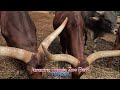 4K Friguia Zoo Park Tunis. حديقة حيوان فريجيا بتونس