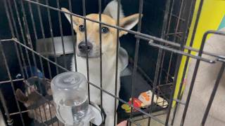 犬用牛乳を独り占めした罪により収監される元保護犬