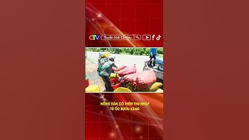 NÔNG DÂN CÓ THÊM THU NHẬP TỪ ỐC BƯƠU VÀNG