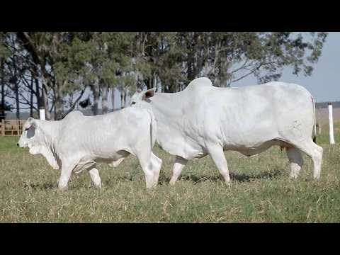 LOTE 98 - CSCF 6465