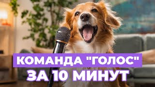 КОМАНДА ГОЛОС. Как научить собаку лаять по команде?