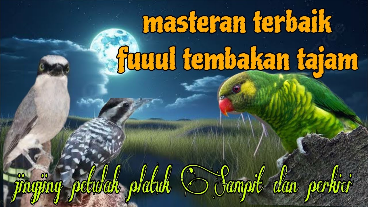 Masteran terbaik 🔥 jingjing petulak platuk Sampit dan perkici