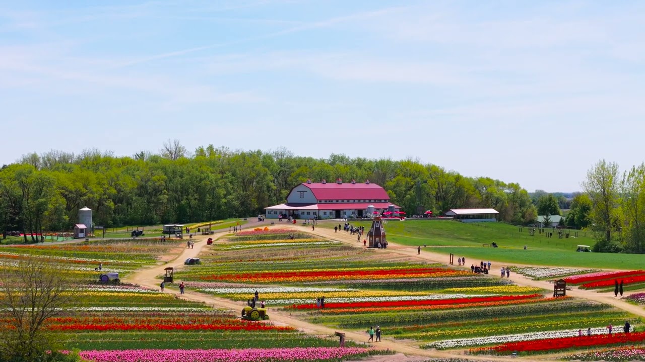 🌷 4K Calming Drone View | Kuipers Family Farm | Tulip Fields & Peaceful Countryside 🌿
