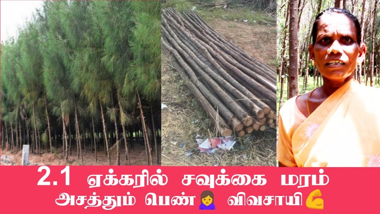 2-casuarina-tree-farming-in-tamil