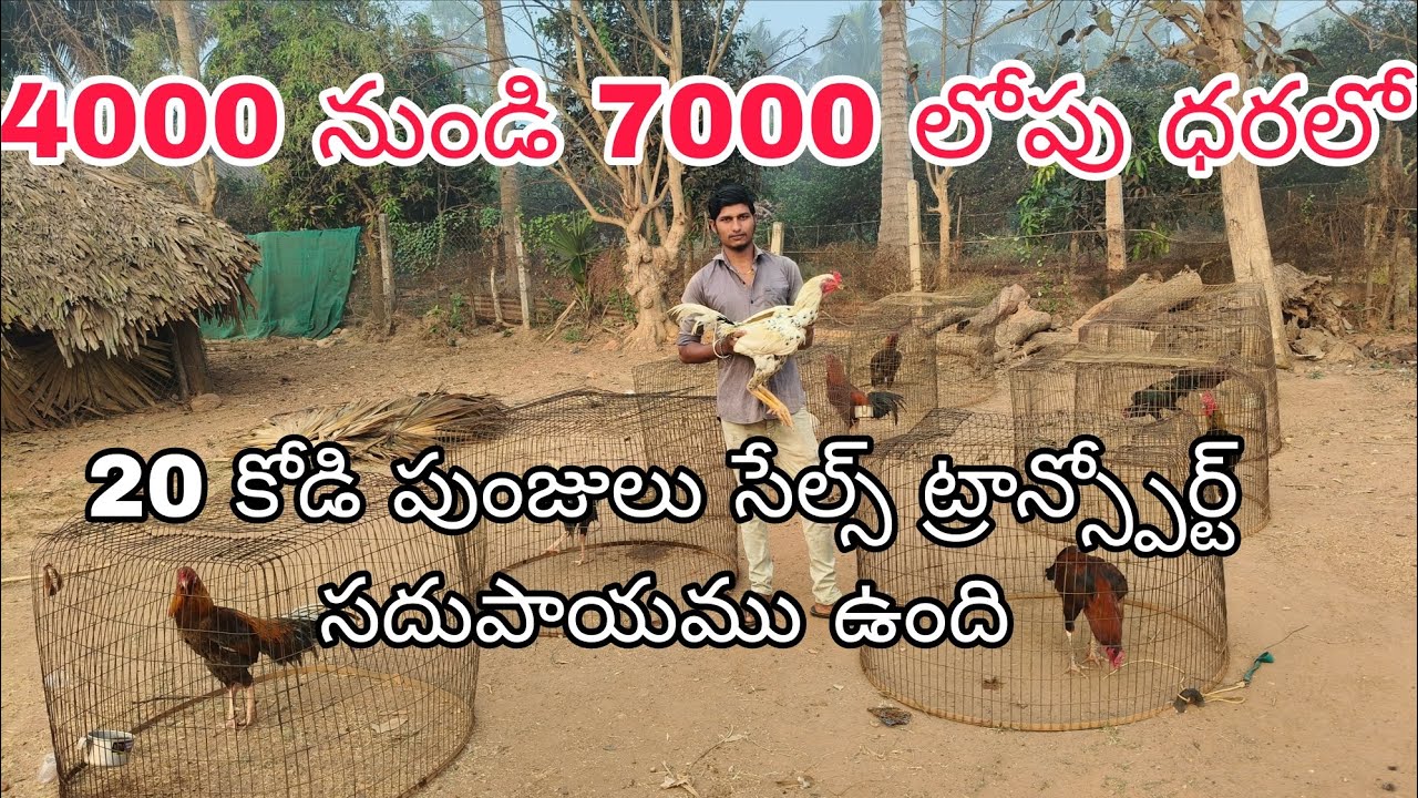 9666738558 ఓన్లీ వాట్సాప్ ట్రాన్స్పోర్ట్ సదుపాయము ఉంది 19/2/2026