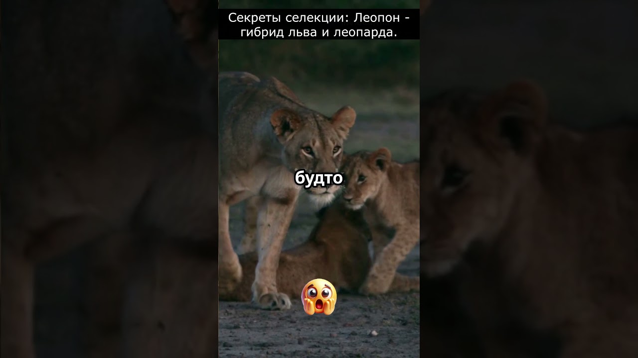 Секреты селекции: Леопон - гибрид льва и леопарда.   