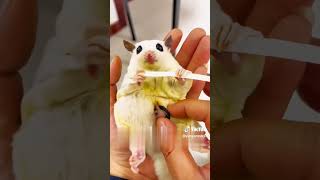 JOEY SUGAR GLIDER SAAT MASIH DI KANTUNG