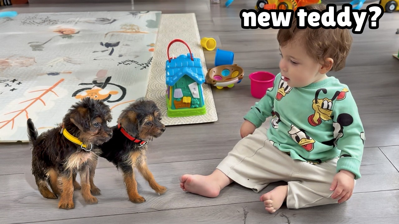 Tiny Rescue Puppies Meet Adorable Babies for the First Time