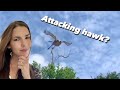 Do hawks attack?