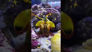 My MANTIS SHRIMP is adorable