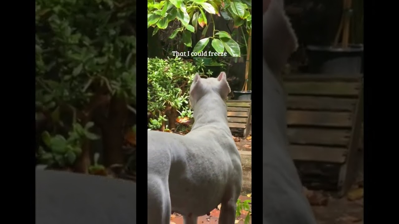 Mornings in the garden 🪴☀️