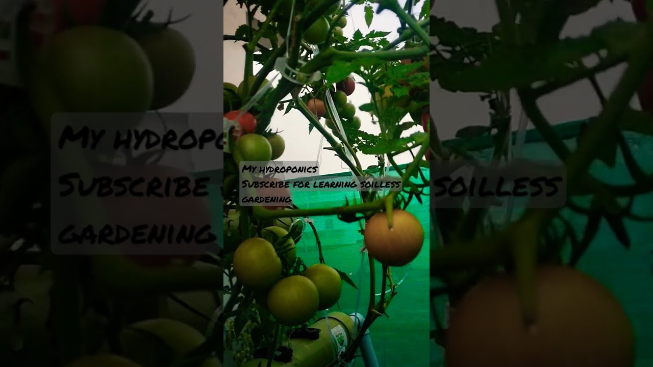 Soilless farming 