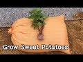 고구마 심는 방법ㅣHow To Grow Sweet Potatoes