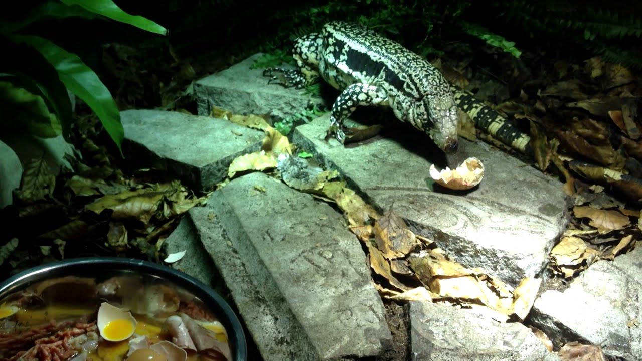 caiman lizard pet Dolly eating in her new enclosure