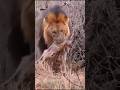 Lion vs hyena _ lion attack status #lion #hyena #lionvshyenas #scarface #masaimara #short #lionking