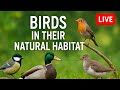 Watch Birds in the Wild | Peaceful Birdwatching Livestream