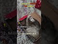 The cutest cat videos on the internet | day 1 #cats #popular #cute #trending #funny #meme