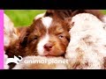 Top 3 Cutest Puppy Moments | Too Cute!